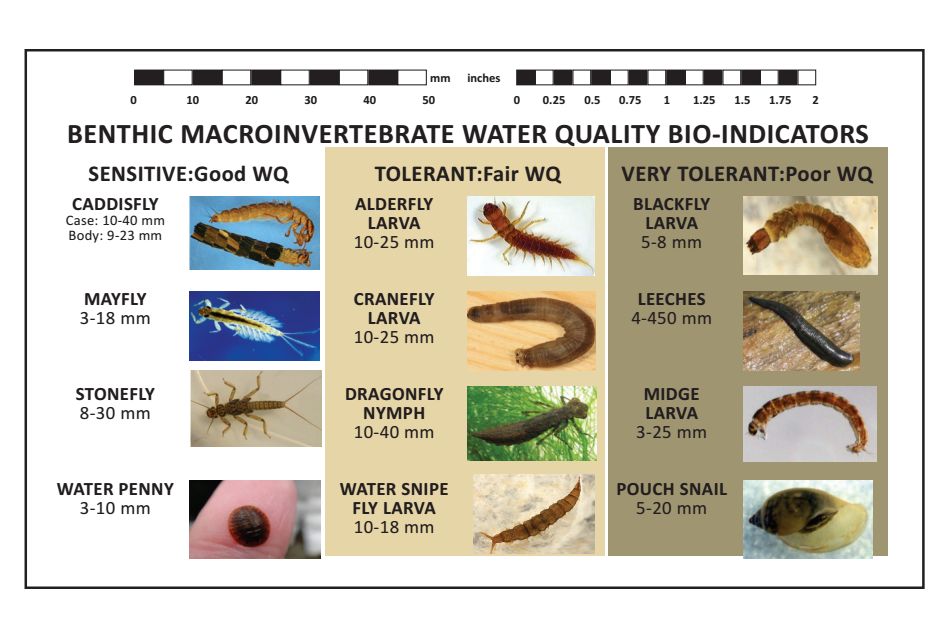 macroinvertebrate-bioindicators-beaver-water-district